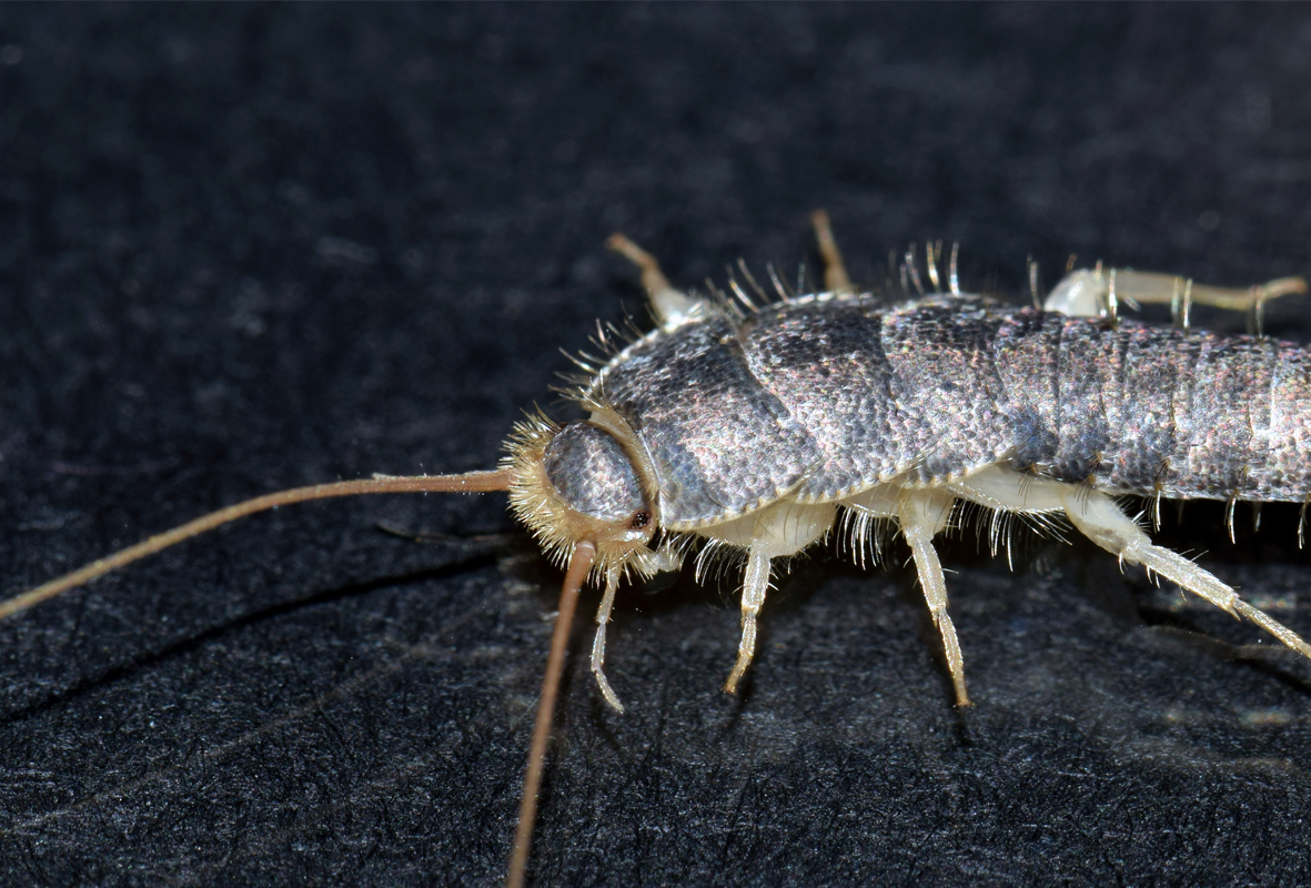 Silverfish